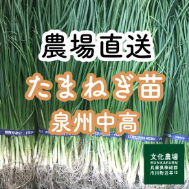 たまねぎ苗 泉州中高50本から500本玉葱苗,泉州中高,中晩生,伝統,固定種