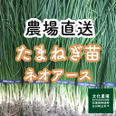たまねぎ苗ネオアース50本から500本玉葱苗,ネオアース,家庭菜園,プランター栽培