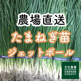 たまねぎ苗ジェットボール50本から500本玉葱苗,ジェットボール,家庭菜園,プランター栽培,極早生,玉葱苗,玉ねぎ苗,極早生