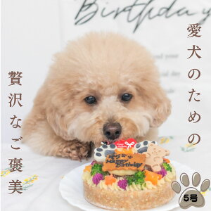 po[Xf[P[L 5 ͂^Cv @BUNfS@KITCHEN@pP[L @VjA ps[ aP[L