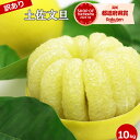 高知産10kg 訳あり土佐文旦　 3L〜Lサイズいずれか　セール　文旦 ぶんたん 高知 ブンタン 分担【送料無料】【大玉 中…