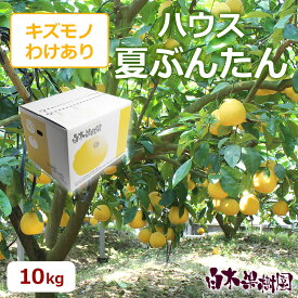 ハウス夏ぶんたん約10kg箱　ご家庭用【宇和ゴールド】【河内晩柑】大中小玉込み約20〜25個入