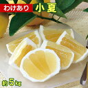 ＼最終セール20％OFF／【セール品】【わけあり】土佐小夏　約5kg家庭用【ご自宅用 高知 特産 土産 フルーツ 日向夏 ニューサマーオレンジ】【のし・ギフト包装対象外】【返品交換不可商品】