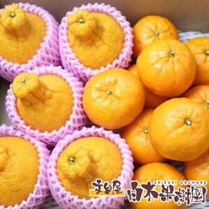 |先行予約|高知産不知火 しらぬい(とデコポン同品種)とポンカンセット【高知産】【果物 デコ ぽんかん お取り寄せ 冬の柑橘 お年賀 冬ギフト】