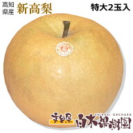 【高知産】新高梨1個約約1kg　特大梨2個入 約2kg 小箱【新高梨　高知】【秋の味覚】【秋の果物】【楽ギフ…