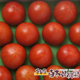 【クール便】高知産 高濃度 フルーツ トマト小箱 　約12〜24個入【ギフト】 フルーツトマト 約800g ギフト プレゼント お取り寄せ