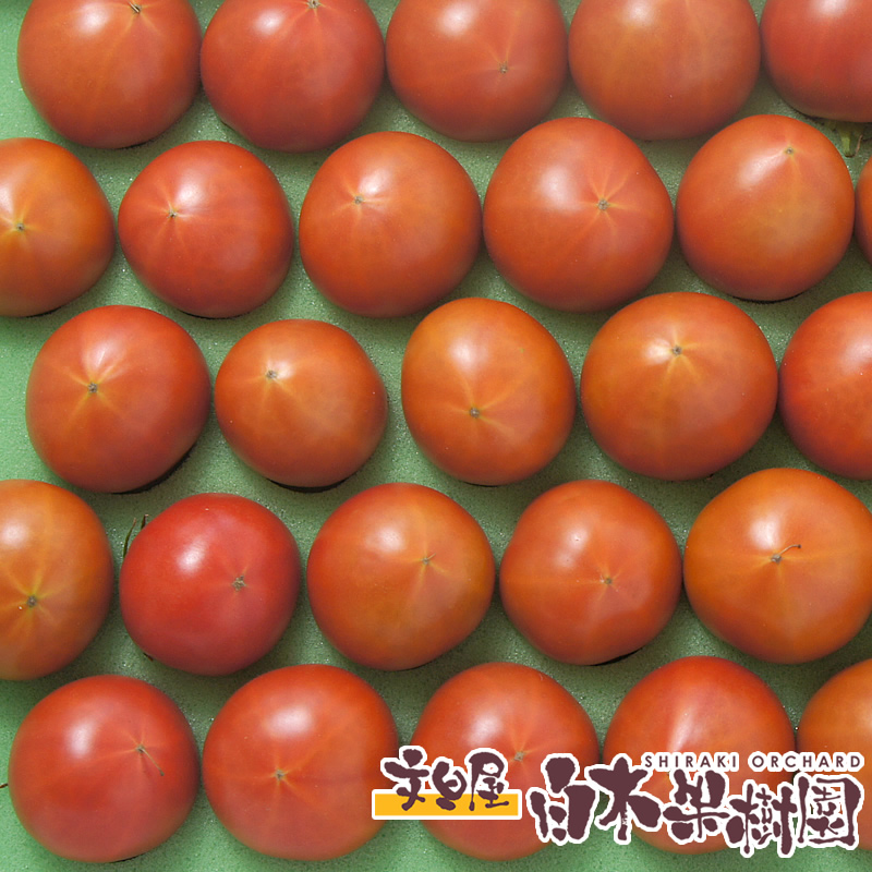 極上甘熟フルーツトマト夜須約２ｋｇ大箱