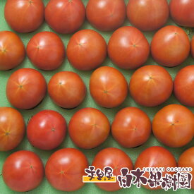 【クール便】高知産 高濃度 フルーツトマト　大箱　約2kg 約28〜32個入【 ギフト 】 フルーツトマト ギフト プレゼント お取り寄せ