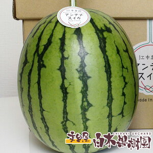 アンテナスイカ 1玉入り お届けしたころが食べごろ 西瓜 すいか 贈答 自家用 プレゼント こだわり フルーツ ギフト