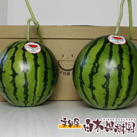 アンテナスイカ　2玉入り お届けしたころが食べごろ 西瓜 すいか 贈答 自家用 プレゼント こだわり フルーツ ギフト