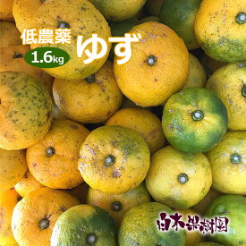 【数量限定】高知産県産ゆず 約1.6キロ　柚子　国産　わけあり　キズモノ