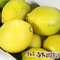 【50％OFF】【国産】　高知県産 リスボンレモン　約1.5kg、3kg、5kg　【白木果樹園産】【ワックス防腐剤…