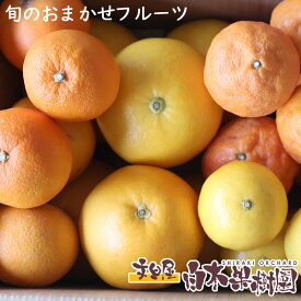 【送料無料】旬のフルーツ食べ比べおまかせセット【Cセット】ぶんたん　果物　詰め合わせ