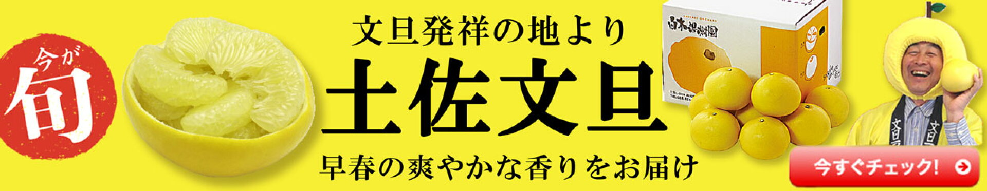 土佐文旦