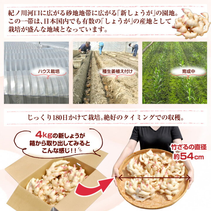 楽天市場】【予約販売】フレッシュ新しょうが8kg(4kg×2箱)・和歌山県
