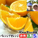 【順次出荷】武内さんちのバレンシアオレンジギフト用【秀】選別　2Lサイズ5kg【送料無料】有田郡吉備町奥(おき)地区から