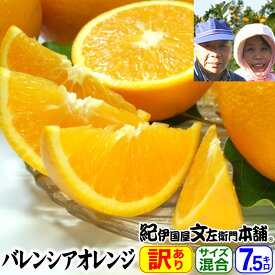 【順次出荷】武内さんちのバレンシアオレンジご家庭用選別【送料無料】サイズ混合7.5kg 約37〜48玉前後 有田郡有田川町吉備町奥(おき)地区から
