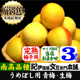 【予約販売】厳選南高梅【完熟】フレッシュ青梅(生梅)【 黄 】3キロ 厳選 朝採り手選別　青梅(生梅)　南高梅【梅酒用・梅干用】　サイズおまかせ3kg入うめ ウメ 梅　紀州和歌山　梅干のブランド【クール冷蔵便発送】送料無料