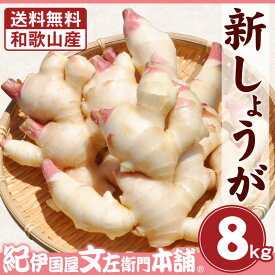 【予約販売】フレッシュ新しょうが8kg(4kg×2箱)・和歌山県産 【送料無料】紀ノ川河口で栽培されている高品質の新生姜を新鮮 産地直送自家製 甘酢漬け、紅ショウガ、生姜湯、砂糖漬けに