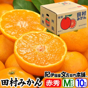 【予約販売】田村みかん/特選ギフト品10kg【Mサイズ】赤秀 紀州和歌山有田郡湯浅町田村地区産/特選ギフト品(M=約100果入り) 最高級プレミアムブランドの田村ミカン/お歳暮・お年賀