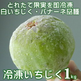 【冷凍】いちじく 1kg 品種：バナーネ (白いちじく・イチジク・無花果／和歌山県有田郡広川町)【クール冷凍便発送】／凍ったまま生食で、いちじくジャムなどの加工に