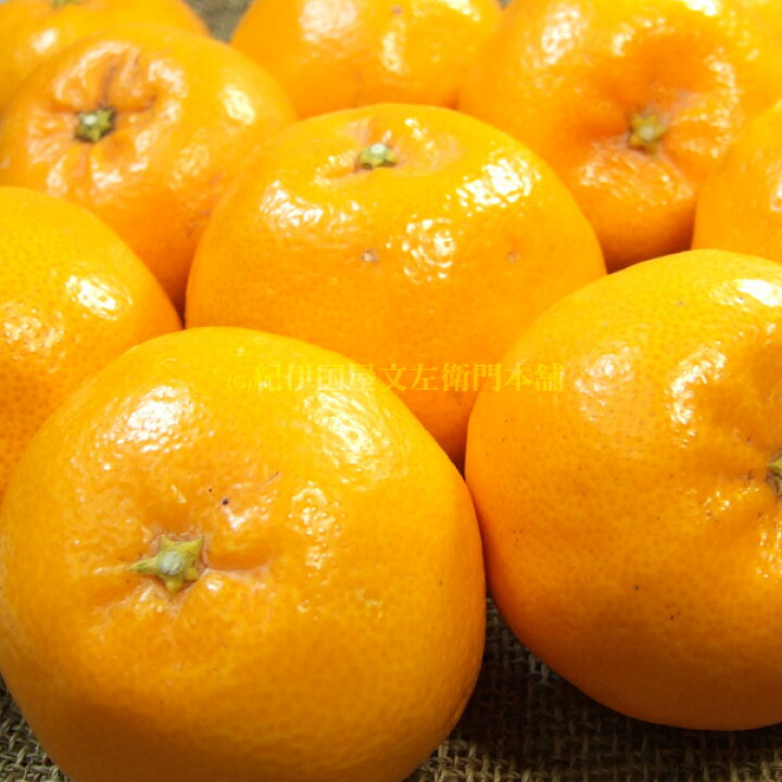 楽天市場】紀州有田産 高糖度系の春みかん『はるみ』秀品 5kg(和歌山県 有田産)サイズ混合果実 5キロ詰め 春柑橘 春かんきつ : みかん梅干し紀伊国屋文左衛門本舗