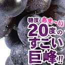 巨峰ぶどう 2kg（ビニールハウス・温室栽培）完熟果実 朝穫り【収穫即日発送】【和歌山県産】【有田川町産(旧金屋町)】有田川高原栽培／巨峰村／ブドウ 葡萄 きょ... ランキングお取り寄せ