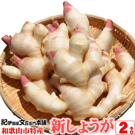 【順次出荷】フレッシュ新しょうが2kg入和歌山県産 【送料無料】紀ノ川河口で栽培されている高品質の新生姜を新鮮 産地直送自家製 甘酢漬け、紅ショウガ、生姜湯、砂糖漬けに