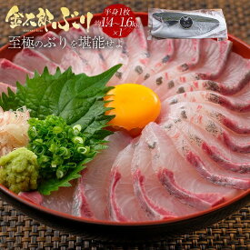 【SS限定500円OFF＋抽選で全額ポイントバック！】金太郎ぶり 鰤 フィレ約1.4-1.6kg （1枚） 極上 2025 お歳暮 ブリ 鰤 刺身 お刺身 刺し身 さしみ 切り身 1 匹 冷凍 お取り寄せ ギフト プレゼント 送料無料 お返し フィレ 産地直送 宮崎 海鮮 真空パック つまみ ふっくら