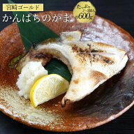 宮崎 ゴールド かんぱち カマ 約600g （3個-5個入り） カンパチ 間八 勘八 2026 母の日 父の日 お中元 ギ…