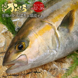 宮崎 ゴールド かんぱち 丸ごと 1尾（約3.2kg-3.6kg） 送料無料 カンパチ 間八 勘八 2026 父の日 ギフト プレゼント お返し 贈答品 お取り寄せ グルメ 極上 産地直送 真空パック 冷蔵 冷凍 獲れたて 柵 さく 贅沢 つまみ アテ