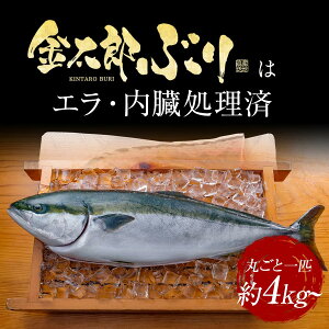 楽天市場 匠が育てた極上のブリ 鰤 丸ごと１尾 約4kg エラと内臓除去 刺身はもちろんのこと 照り焼き ぶり大根 ぶり しゃぶなど数々の料理におすすめです 鰤屋金太郎