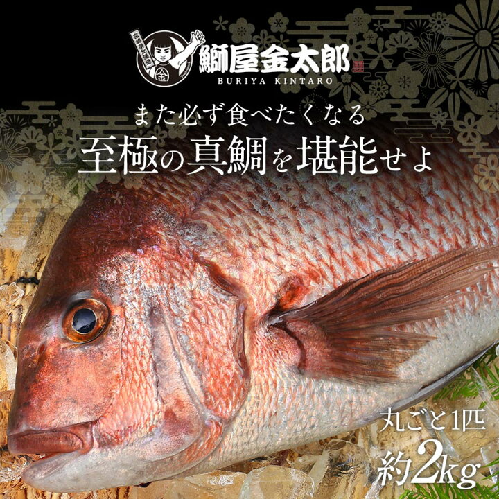 楽天市場 鯛丸ごと 匠が育てた極上の鯛 タイ たい 丸ごと1尾 約2kg エラと内臓 鱗除去済 お食い初め 刺身はもちろんのこと 塩焼き しゃぶしゃぶ ソテー 握り等数々の料理におすすめです 鰤屋金太郎