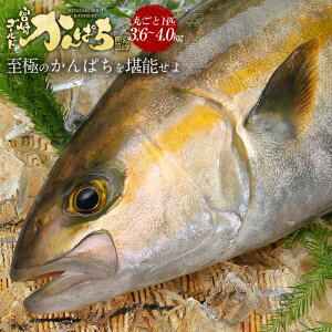 かんぱち 魚の人気商品 通販 価格比較 価格 Com