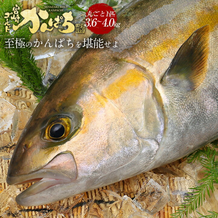 楽天市場 かんぱち丸ごと 匠が育てた極上のカンパチ かんぱち 間八 勘八 丸ごと１尾 約3 6kg 4kgエラと内臓除去 刺身はもちろんのこと 塩焼き しゃぶしゃぶ ソテー 握り等数々の料理におすすめです 鰤屋金太郎