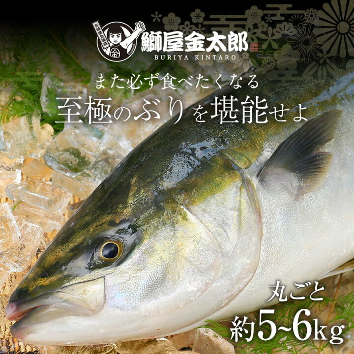 楽天市場 ぶり丸ごと 匠が育てた極上のブリ 鰤 丸ごと１尾 約5kg 6kg エラと内臓除去 刺身はもちろんのこと 照り焼き ぶり大根 ぶりしゃぶなど数々の料理におすすめです 鰤屋金太郎
