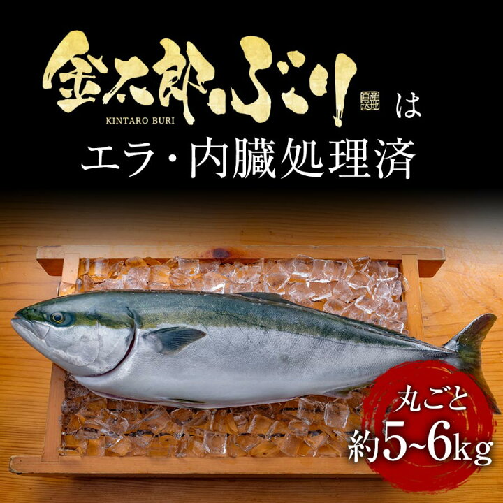 楽天市場 匠が育てた極上のブリ 鰤 丸ごと1尾 約5kg 6kg エラと内臓除去 刺身はもちろんのこと 照り焼き ぶり大根 ぶりしゃぶなど数々の料理におすすめです 鰤屋金太郎 楽天市場 匠が育てた極上のブリ 鰤 丸ごと1尾 約5kg 6kg エラと内臓除去 刺身はもちろんのこと 照り焼き ぶり大根 ぶりしゃぶなど数々の料理におすすめです 鰤屋金太郎