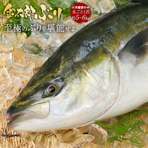 y}\15%OFFzԂۂ Ăɏ̂Ԃ  ۂ1 (5kg?6kg )  u  hg hg hg  ؂g Ⓚ   Mtg v[g  Ԃ 