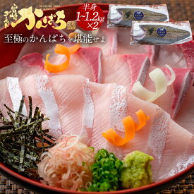 宮崎 ゴールド かんぱち フィレ 1kg-1.2kg が2枚 送料無料 カンパチ 間八 勘八 ギフト プレゼント お返し 贈答品 お取り寄せ グルメ 極上 産地直送 真空パック 冷蔵 冷凍 獲れたて 刺身 お刺身 刺し身 さしみ 切り身 柵 さく 贅沢 お中元
