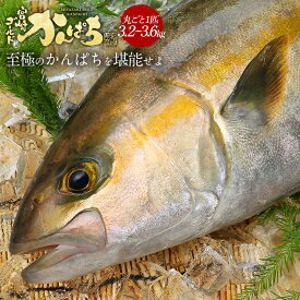 宮崎 ゴールド かんぱち 丸ごと 1尾（約3.2kg-3.6kg） 2025送料無料 カンパチ 間八 勘八 ギフト プレゼント お返し 贈答品 お取り寄せ グルメ 極上 産地直送 真空パック 冷蔵 冷凍 獲れたて 柵 さく 贅沢 つまみ アテ お中元