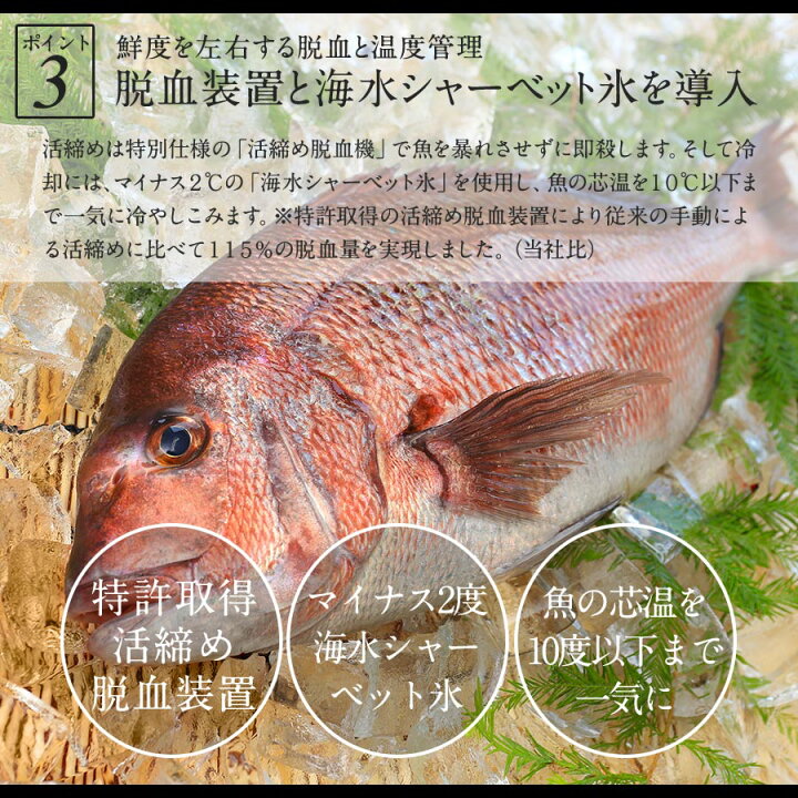 楽天市場 鯛丸ごと 匠が育てた極上の鯛 タイ たい 丸ごと1尾 約2kg エラと内臓 鱗除去済 お食い初め 刺身はもちろんのこと 塩焼き しゃぶしゃぶ ソテー 握り等数々の料理におすすめです 鰤屋金太郎