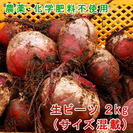 【木曜日限定発送】ビーツ 2kg (サイズ混載) 化学肥料不使用 化学農薬不使用 生ビーツ 野菜 びーつ 熊本…