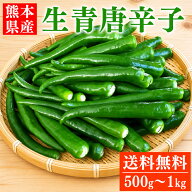 国産 青唐辛子 500g ～ 1kg 送料無料 熊本県産 辛口 生青唐辛子 唐辛子 トウガラシ とうがらし【へた無し…