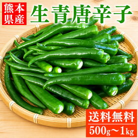 国産 青唐辛子 500g ～ 1kg 送料無料 熊本県産 辛口 生青唐辛子 唐辛子 トウガラシ とうがらし【へた無し】【品種：大紅とうがらし】