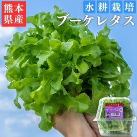 ブーケレタス 熊本県産 水耕栽培 選べるお届け内容量：1パック 3パック 6パック 12パック ※生産時期によりグラムが前後する場合がございます
