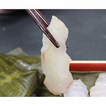 楽天市場 マダラ 真鱈 昆布締め刺身 天然 富山湾産朝どれを使用 産地直送 富山 物産展グルメ