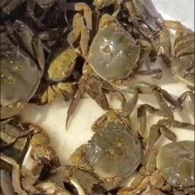 【送料無料】日本の上海蟹 モクズガニ 3匹セット【天然】【冷凍】