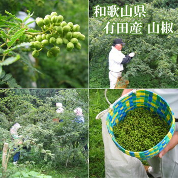 和歌山県産高級特上山椒粉山椒タイプ小袋3袋セット(1袋4g)【送料無料】大丸