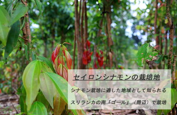 楽天市場 有機栽培 オーガニック フェアトレード セイロンシナモン パウダー 30g スパイス 香辛料 物産展グルメ