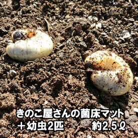 きのこ屋さんの菌床マット（カブトムシの幼虫2匹付き）昆虫マット 約2.5リットル【送料無料】【無農薬】